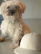 rosie dog baseball hat